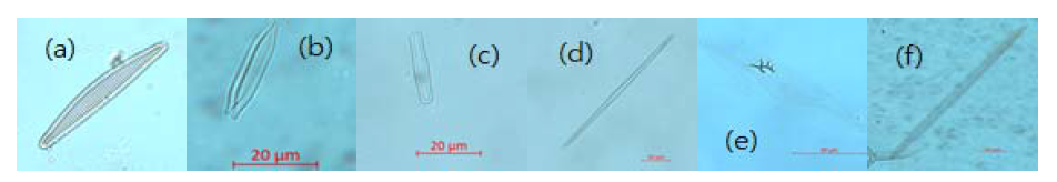 Morphologic images of pennales in Kuroshio Extension. (a) Fragilariopsis doliolus, (b) Nitzschia sicula, (c) Nanoneis hasleae, (d) Thalassionema bacilare, (e) Pleurosigma directum, (f) Pseudo-nitzschia pungens