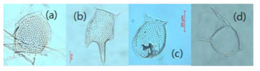 쿠로시오 확장역에서 출현하는 와편모조류 (a) Dinophysis acuta, (b) Dinophysis tripos, (c) Dinophysis acuminata, (d) Dinophysos schuettii