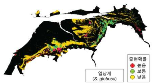 곰소만 갯벌 엽낭게(S. globosa) 중분류 저서생물분포 예측도