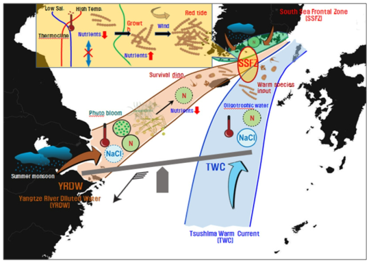 양쯔강 저염수의 확장 및 적조미발생 모식도