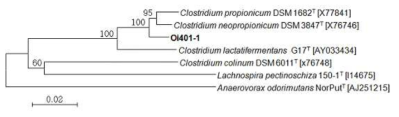 신규 확보균주 Oi401-1의 16S rRNA 유전자 염기서열에 근거한 계통학적 위치