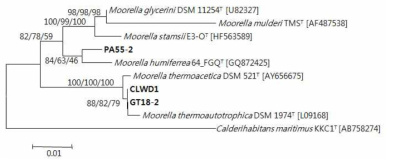 기 확보균주 GT18-2의 16S rRNA 유전자 염기서열에 근거한 계통학적 위치