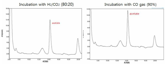 M. thermoacetica 균주의 기질조건별 acetate 생산 분석