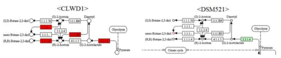 CLWD1과 DSM521 균주의 2,3-BDO 생합성 경로 비교