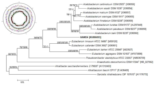 HAWD4 유전체 지도 및 계통분류학적 위치와 유전체 지도