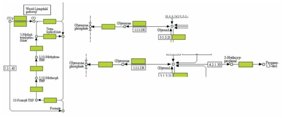 HAWD4 균주의 WLP 회로 분석 및 glycerol 대사경로 예측