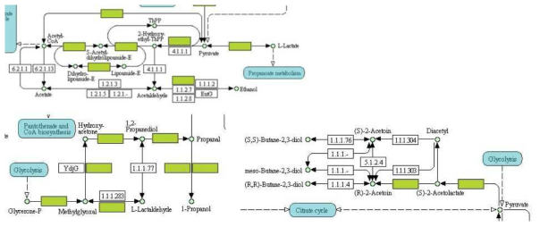 Lactate, propanol, 1,2-propanediol, 및 acetoin 대사경로 예측