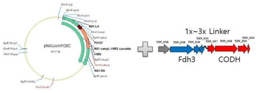 CODH-Fdh 융합단백질 제작을 위한 클로닝 모식도