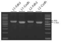 PCR 방법으로 증폭된 fdh3 와 codh 유전자군의 DNA 단편