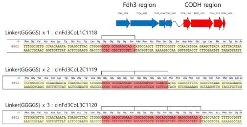선택클론의 염기서열 분석을 통한 1X, 2X, 3X-‘GGGGS’ Linker의 확인
