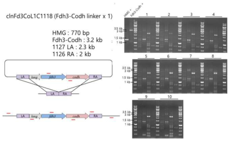 clnFd3CoL1C1118 fosmid가 도입된 재조합 NA1 균주의 PCR 확인