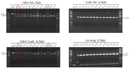 clnFd3CoL2C1119와 clnFd3CoL3C1120 fosmid가 도입된 재조합 NA1 균주의 PCR 확인