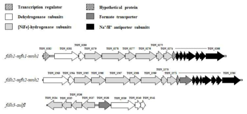 T. onnurineus NA1 균주에 존재하는 formate dehydrogenase 유전자군 모식도