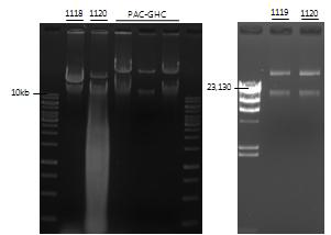 epiFd3CoL1C1118, epiFd3CoL2C1119, epiFd3CoL3C1120의 fosmid extraction 확인