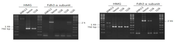 epiFd3CoL1C1118, epiFd3CoL2C1119, epiFd3CoL3C1120의 NA1 균주로의 유전자 도입 확인