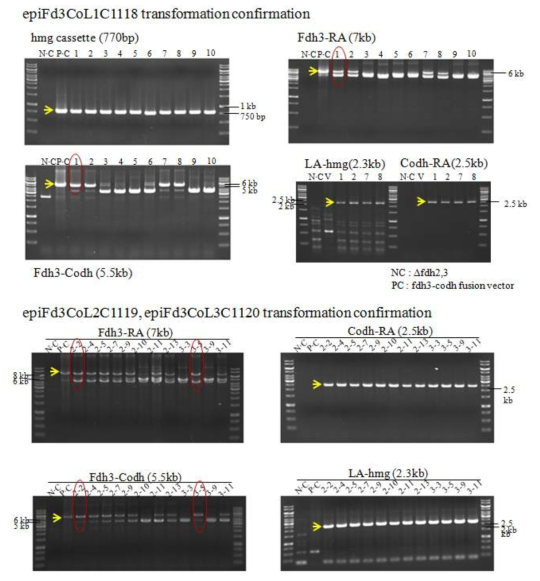 epiFd3CoL1C1118, epiFd3CoL2C1119, epiFd3CoL3C1120의 NA1 Δfdh1,2,3 균주로의 transformation 확인