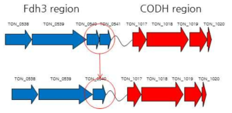 Fdh3의 small subunit의 변경 내용