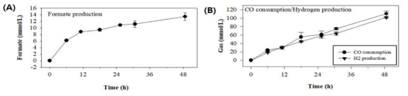 Resting cell 실험을 통한 CO 가스의 개미산 생전환 성능 분석. T. onnurineus BCF12 균주를 CO 조건의 배지에서 배양한 후, 특정 buffer에 OD600 0.5의 cell suspension을 제작. Cell suspension에 CO가스를 공급하여 시간에 따른 개미산 생산성 (A) 과 CO 소모량 및 수소 생산성 확인 하였다 (B)