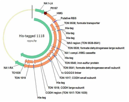 His-tag Fdh3-CODH fusion protein의 vector map