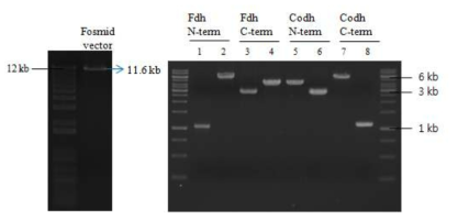 His-tag 삽입 cloning을 위한 vector와 insert DNA