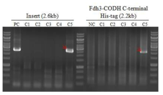 epiFd3CoHisL1C1127 균주의 PCR 확인