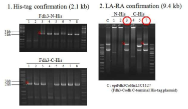 epiHisFd3CoL1C1128, epiHisFd3CoL1C1129 PCR을 통한 cloning의 확인