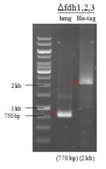 epiFd3CoHisL1C1127의 NA1 균주로의 도입 PCR 확인결과