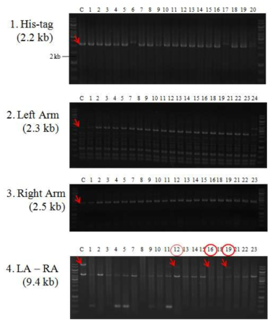 nadFd3CoHisL1C1127 돌연변이 균주의 PCR 확인 결과