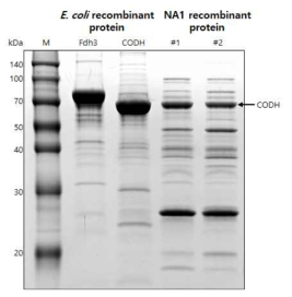 nadFd3CoHisL1C1127 균주로부터 분리한 단백질의 PAGE 결과