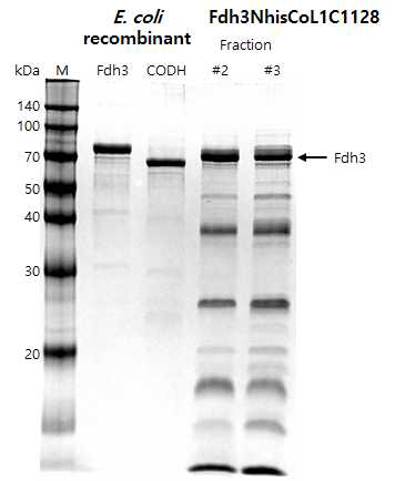 Fdh3 N-term. His-tag 으로 분리한 단백질 PAGE 결과