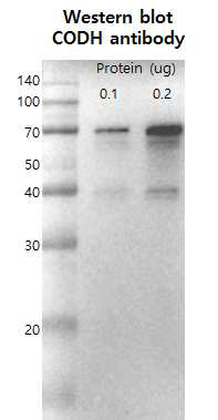 Fdh3 N-term. His-tag 으로 분리한 단백질의 CODH Western blot 결과