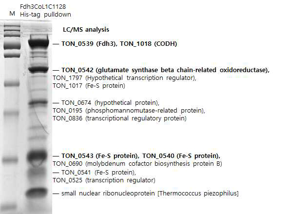 Fdh3 N-term. His-tag 으로 분리한 단백질의 LC/MS 결과