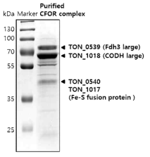 namFd3NHisCoL1C1132 균주에서 분리한 합성 carbon monoxide:formate oxidoreductase (CFOR) 단백질의 PAGE 결과