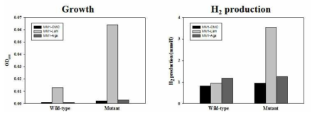 야생형과 돌연변이 NA1 균주의 다양한 다당류에서의 성장 및 수소생산능 분석