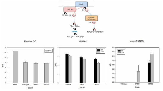 돌연변이 NA1 균주의 CO 첨가에 따른 2,3-BDO 생산능 영향 분석