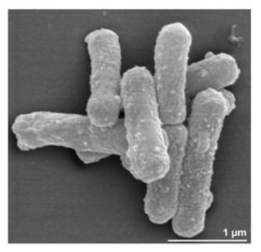 Hydrogenobacter thermophilus TK-6