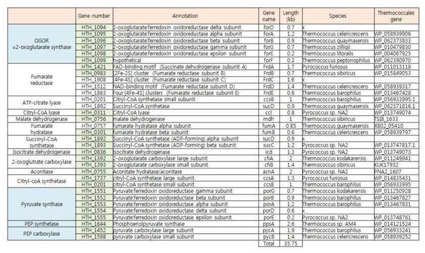 H. thermophilus TK-6의 reductive TCA cycle 유전자 list