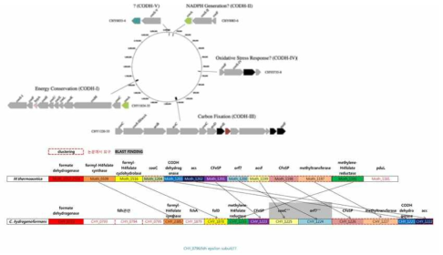 Carboxydothermus hydrogenoformans 및 Moorella thermoacetica로부터 WLP pathway 관련 유전자를 비교 분석