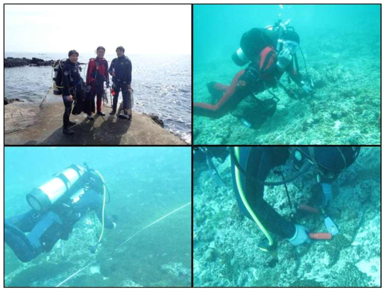 Diving survey for the search of new influent subtropical species in Korea waters