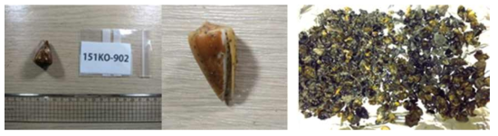 Marine organisms used in the separation of toxins (left, Conus pulicarius; right, Reshia clavigera)