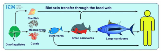 Biotoxin transfer through the food web (Berdalet et al. 2016)