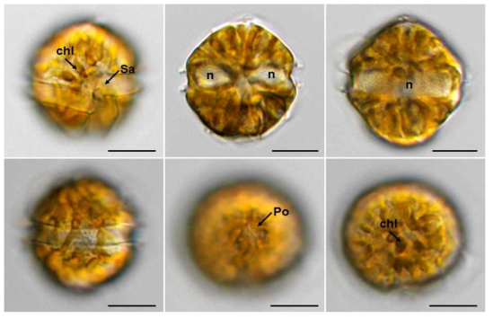 Morphological features of Alexandrium catenella
