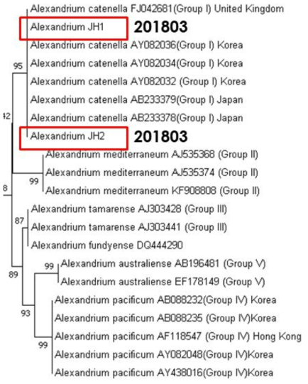 Phylogeny of Alexandrium catenella