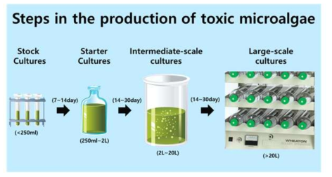Steps for mass culture of toxin dinoflagellates