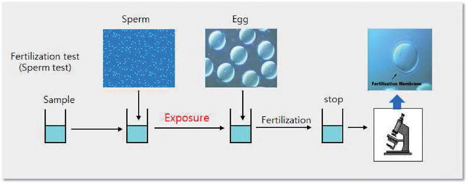 A schematic diagram for the fertilization tests of sea urchin