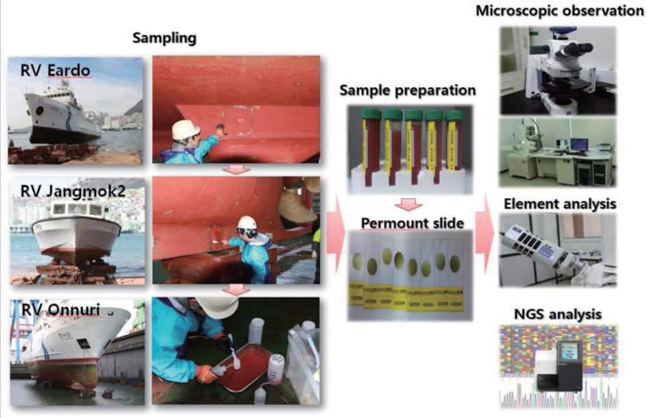 The analyzed process of attached diatoms in ship-surface. 1) Sampling method： 30 x 30 cm quadrate method, 2) Sample preparation: concentrated and permount sample, 3) Analyses (light microscope, scanning electron microscope, element analysis, and NGS analysis)