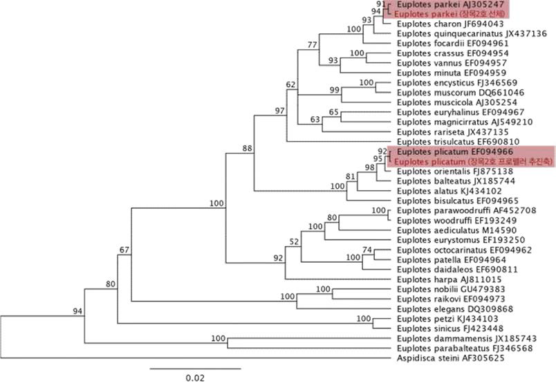 Phylogeny tree of Euplotes inferred from 18S ribosomal RNA gene sequences