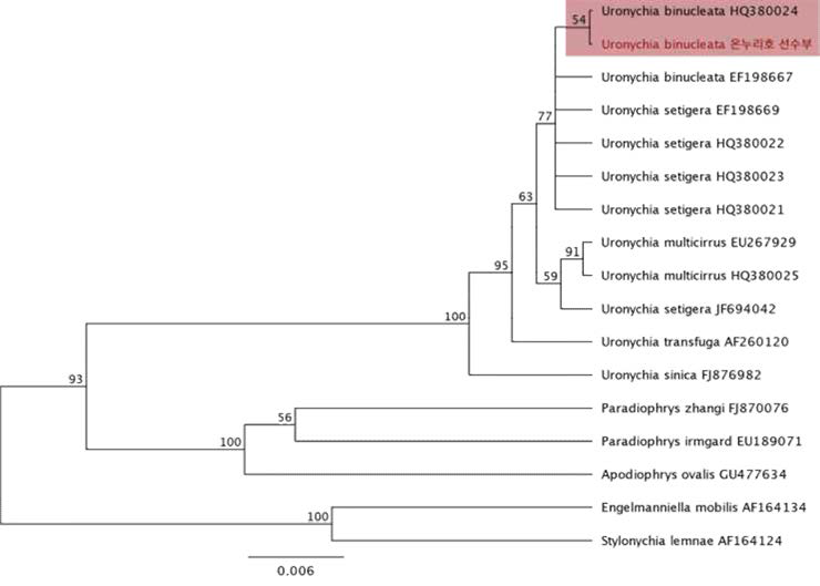 Phylogeny tree of Uronychia inferred from 18S ribosomal RNA gene sequences