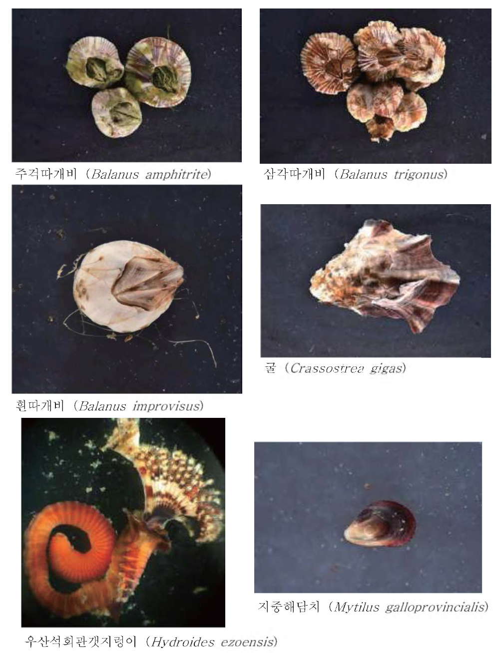 Pictures of dominant species at study areas on the R/V ONNURI, EARDO, JANGMOK 1, 2 and ISABU