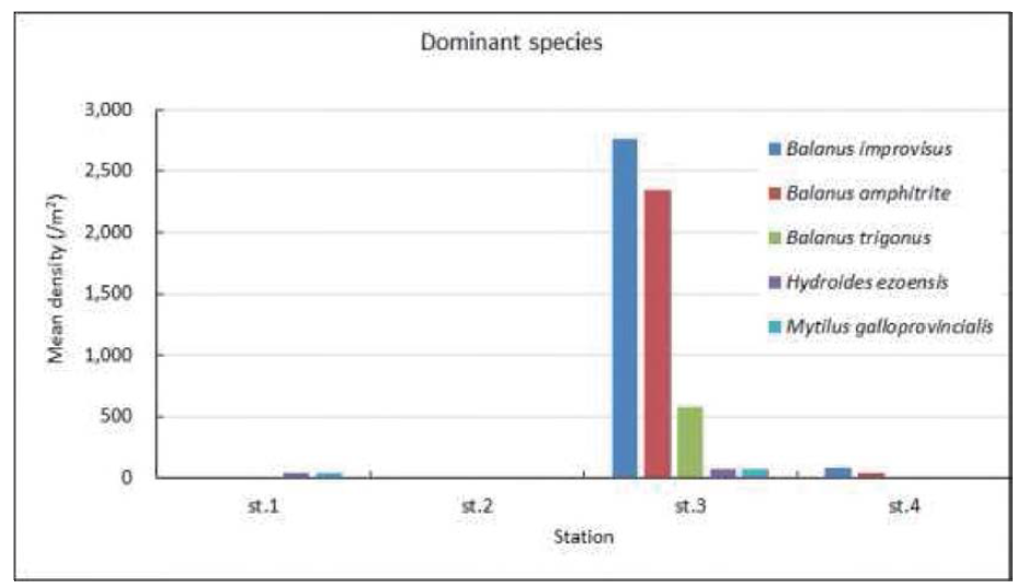 Distribution of dominant species of fouling macrozoobenthos on the R/V ONNURI